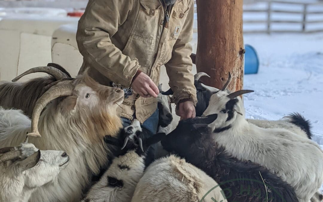 George Sawyer feeding herd of myotonic (fainting) goats.