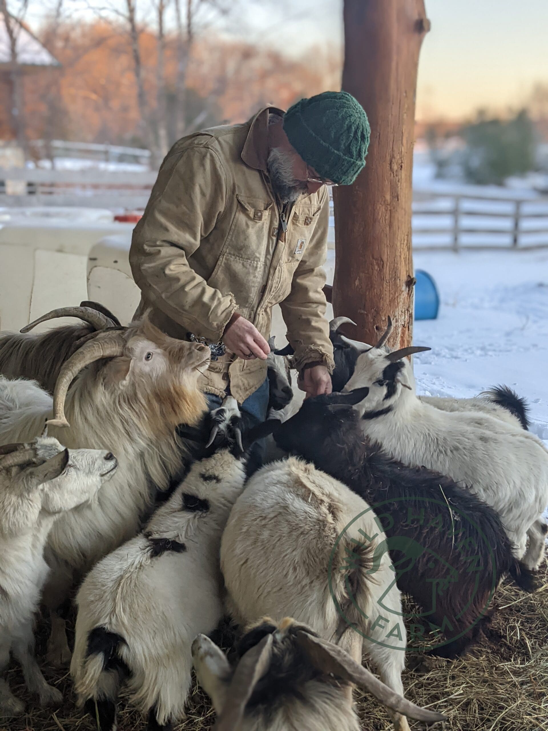 G3 feeding goats George Sawyer feeding herd of myotonic (fainting) goats.