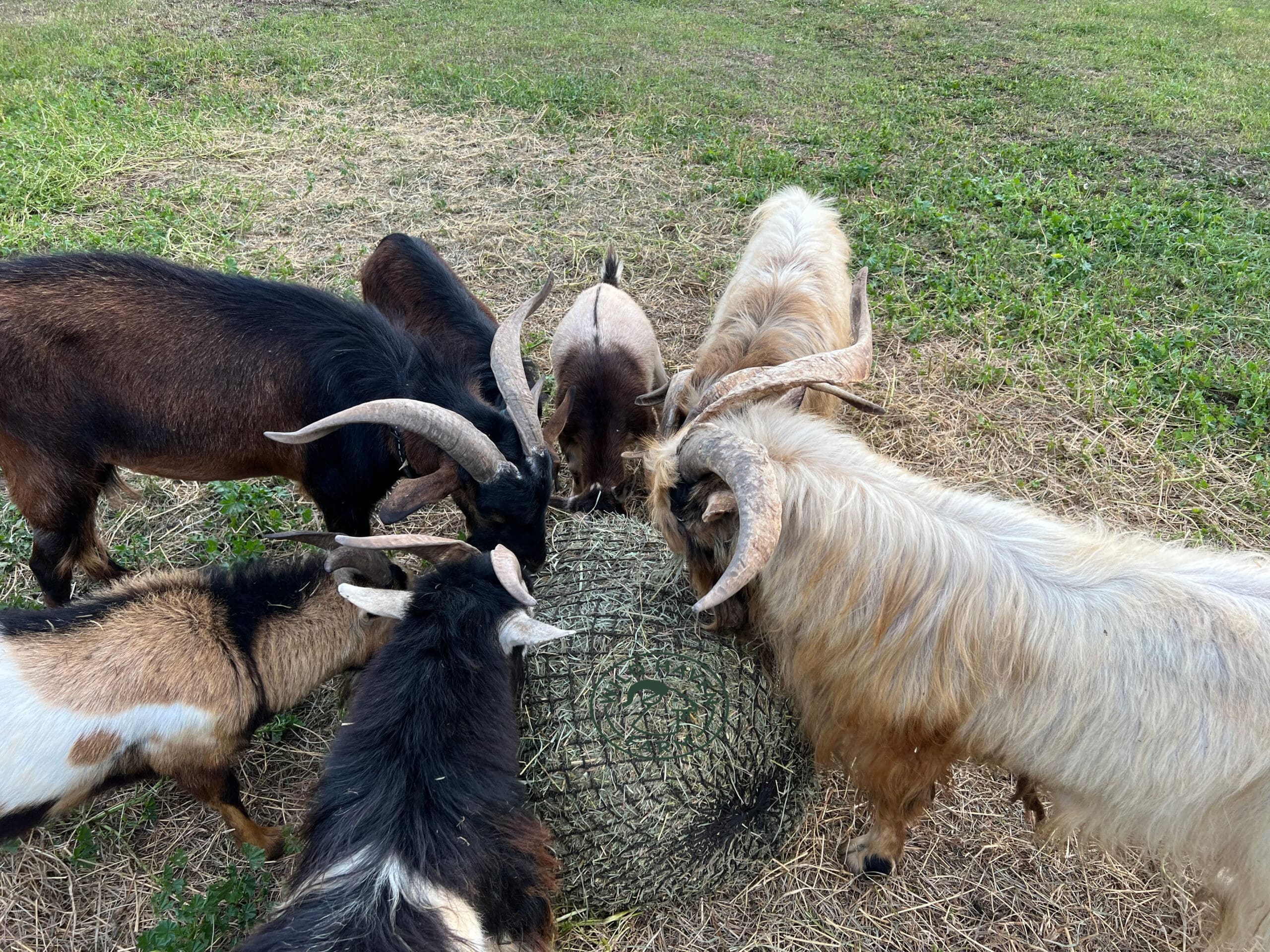 Goat bucks eating around the hay chicks net 2023-09-14 Goats eating in a circle around a bale of hay
