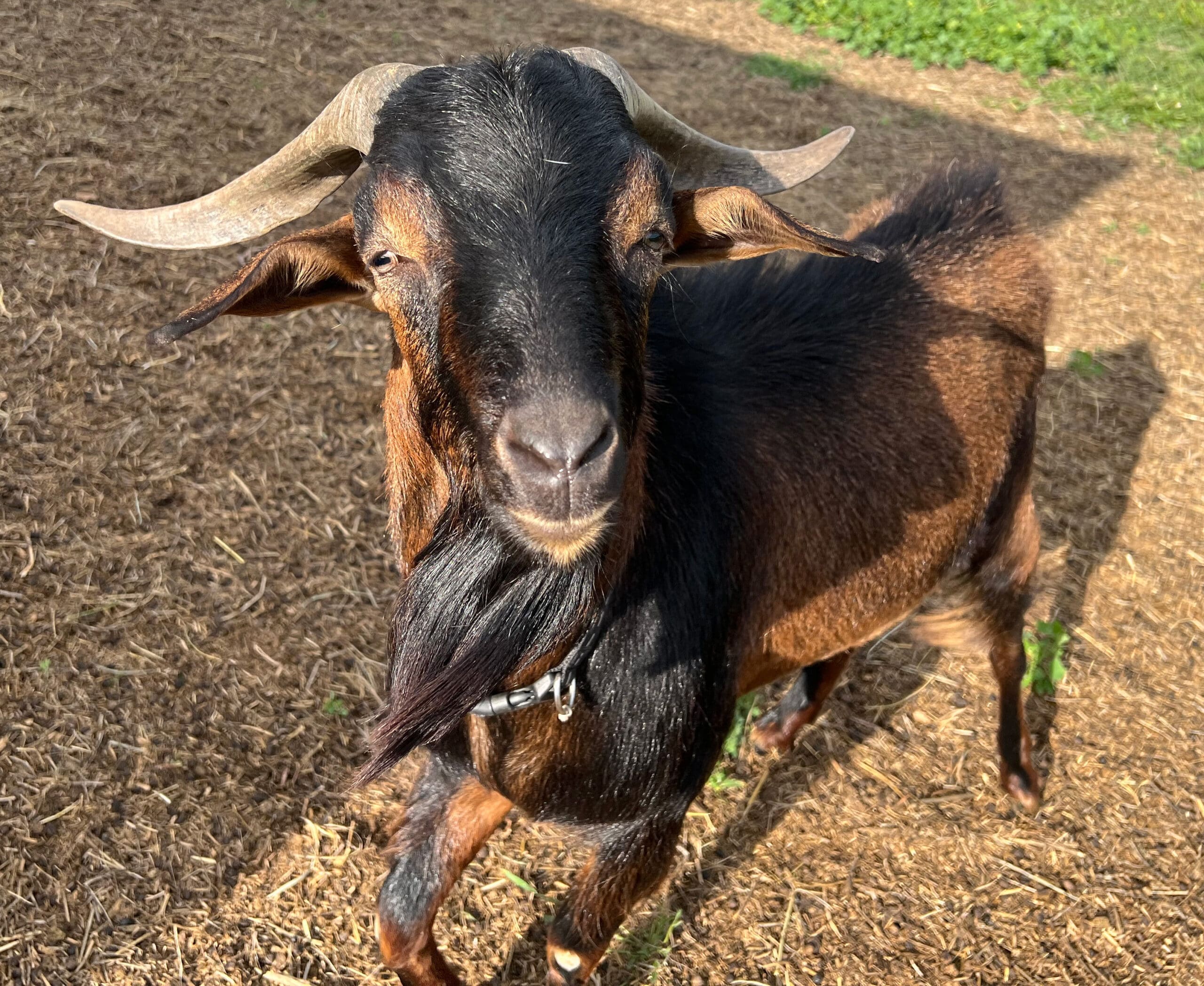 IMG_3677 Male goat looking at the camera